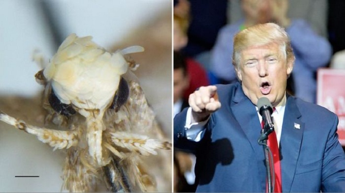 Moth with `golden flake hairstyle` named after Donald Trump